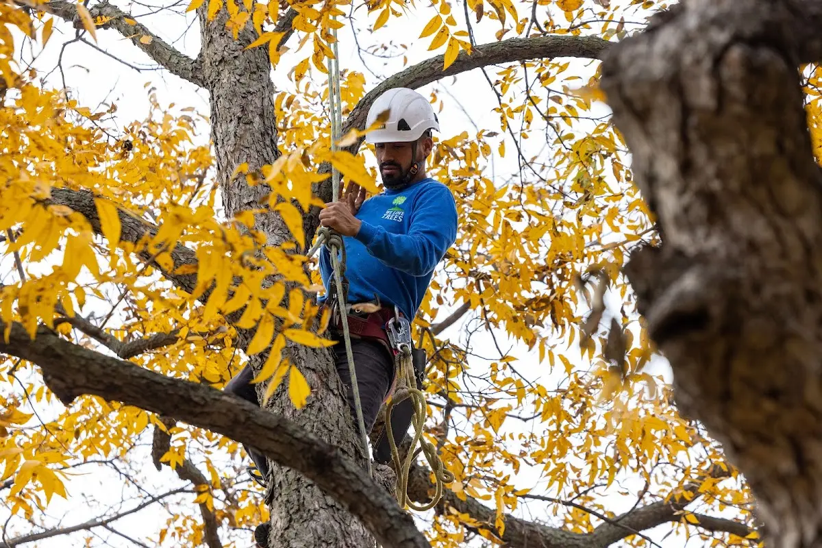 Skilled Emergency Tree Service crew working in Frederick